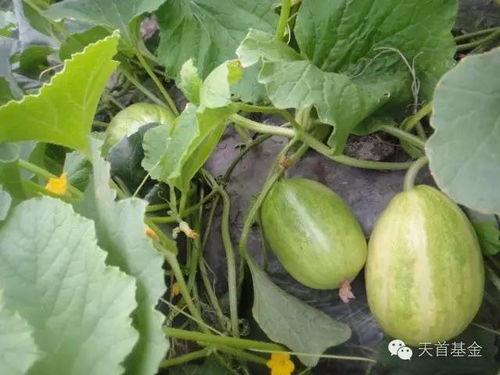 吃没熟的瓜,未熟先尝的奇妙体验