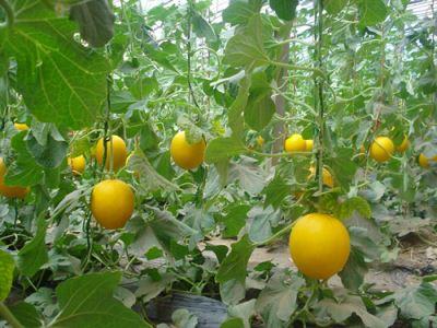 梦见吃甛瓜,揭秘吃甛瓜的神秘寓意