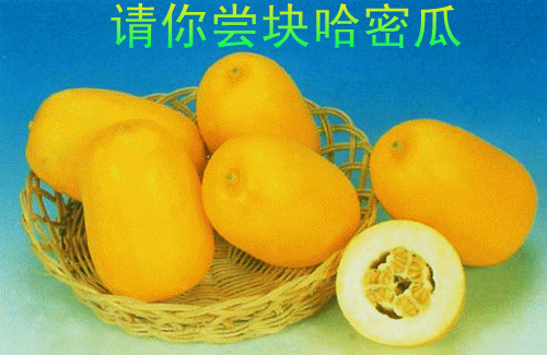 请你吃块哈密瓜,请你共享哈密瓜美味时光